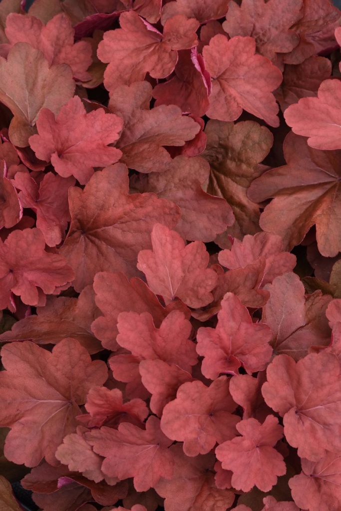 Heuchera villosa Carnival Cinnamon Stick