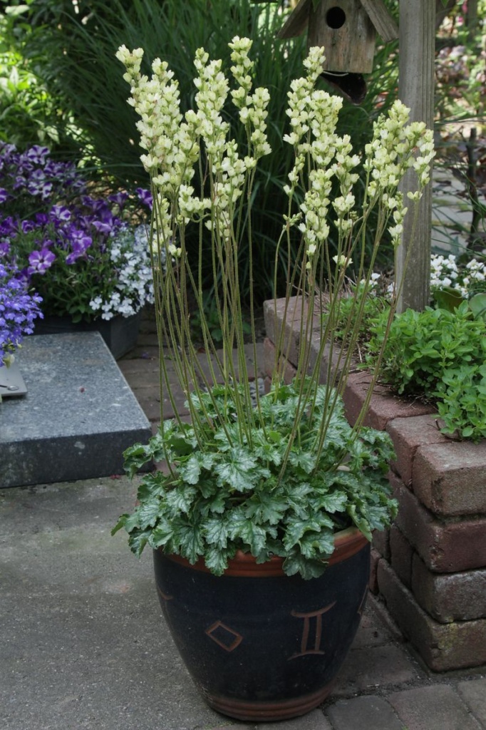 Heuchera villosa Carnival Lime