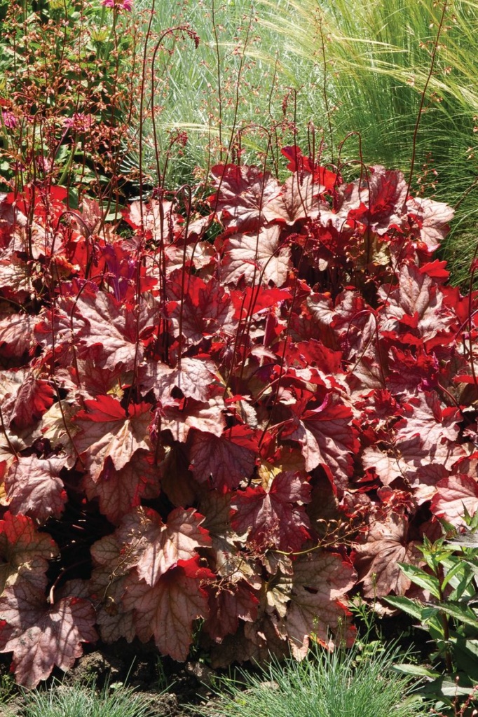 Heuchera villosa Carnival Peach Parfail