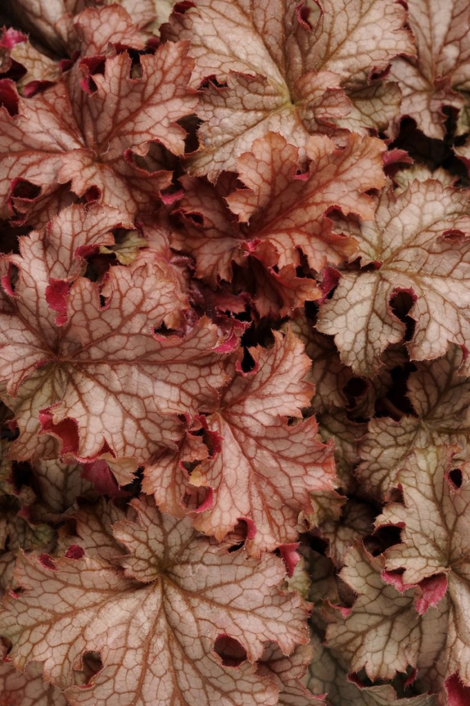 Heuchera villosa Carnival Peach Parfail