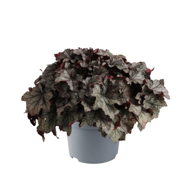 Heuchera villosa Carnival Plum Crazy