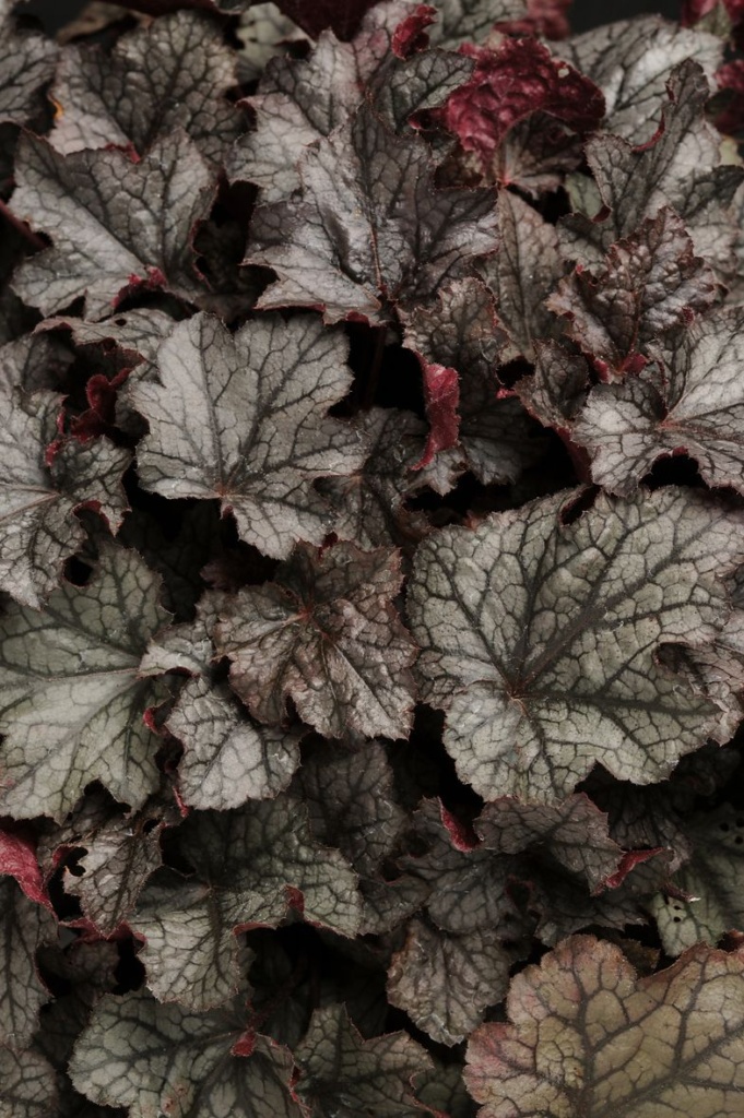 Heuchera villosa Carnival Plum Crazy