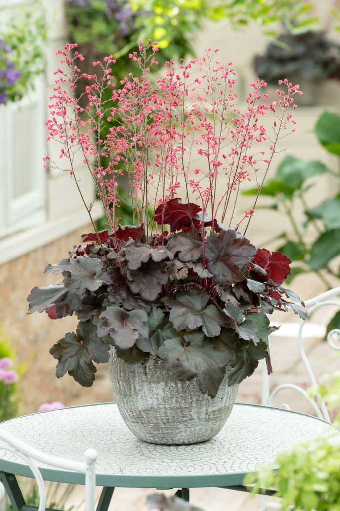 Heuchera Hip Hip Hooray