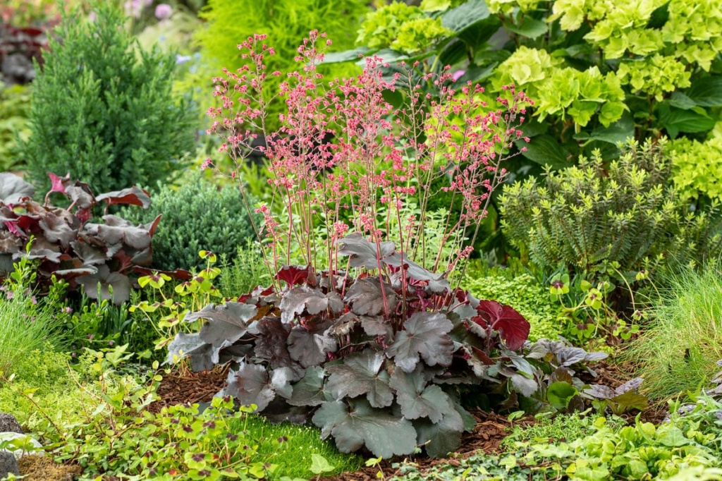 Heuchera Hip Hip Hooray