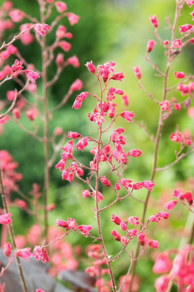 Heuchera Hip Hip Hooray