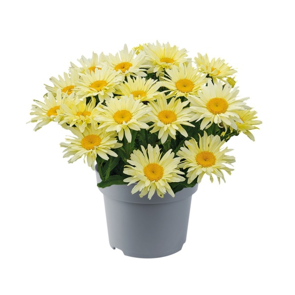 Leucanthemum maximum Banana Cream Yellow