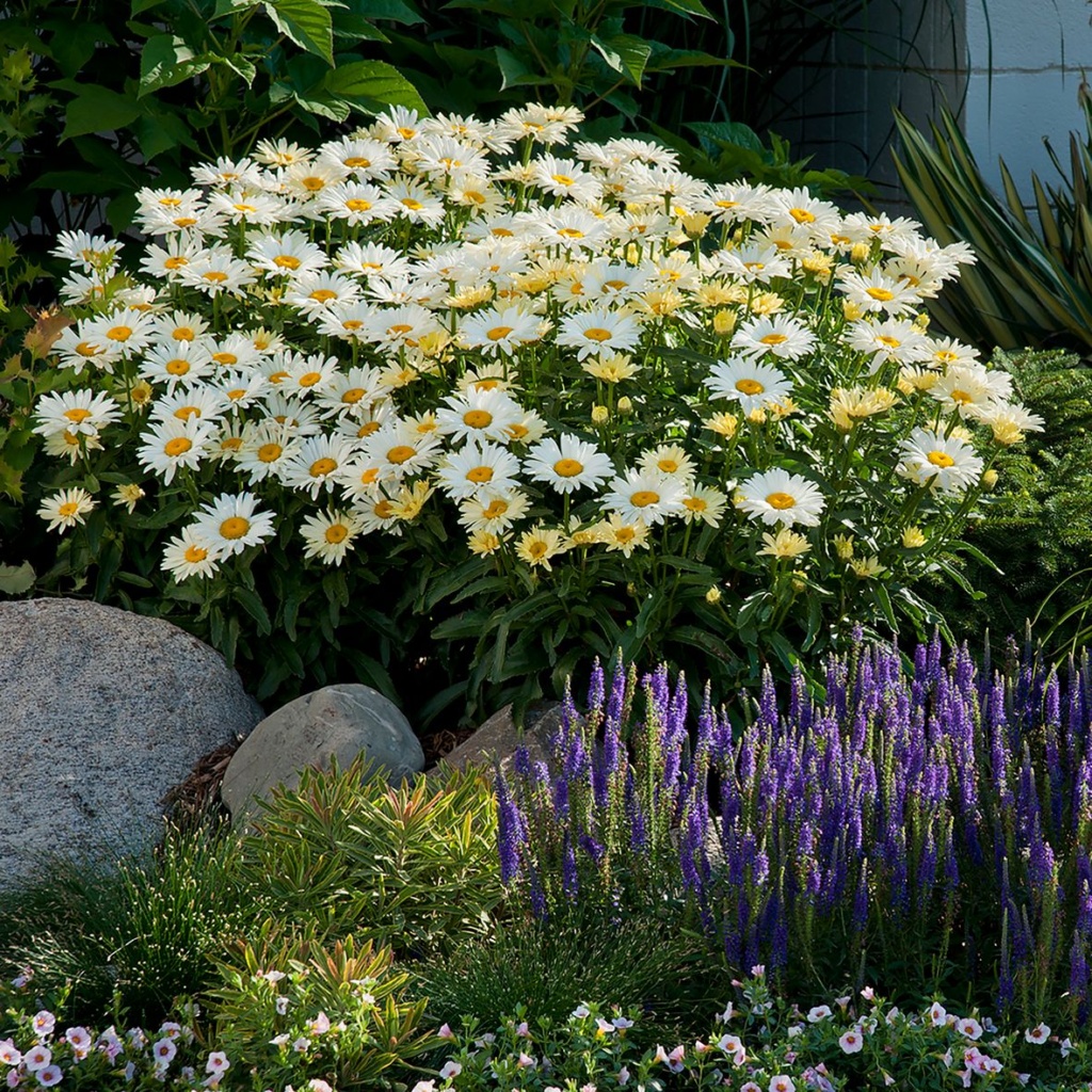 Leucanthemum maximum Banana Cream Yellow