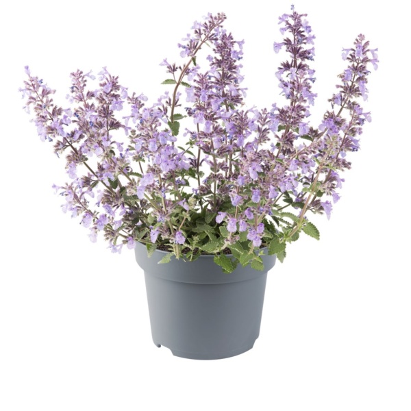 Nepeta faassenii Picture Purrfect