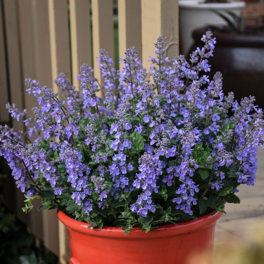 Nepeta faassenii Picture Purrfect