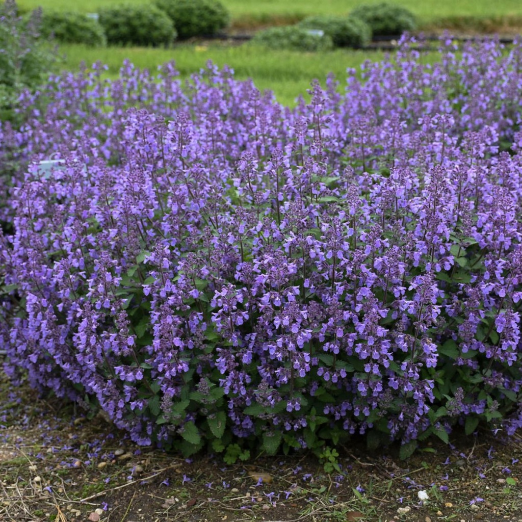 Nepeta faassenii Picture Purrfect