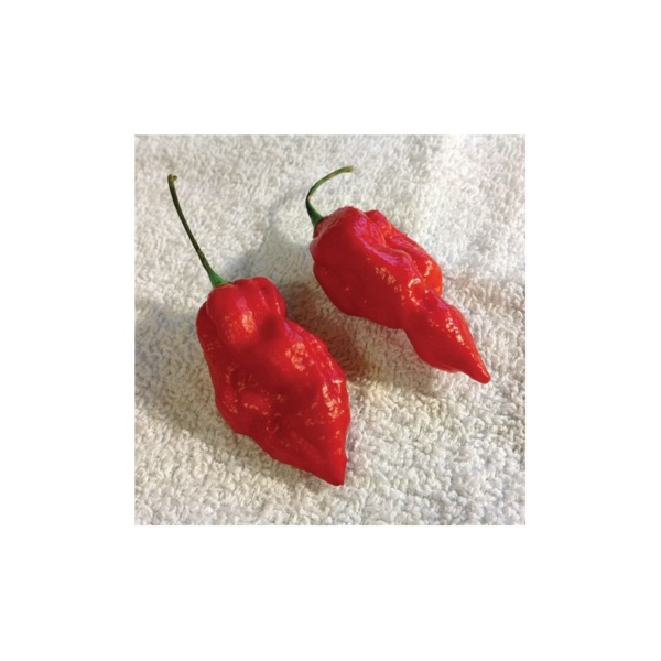 Paprika Štipľavá Naga Morich