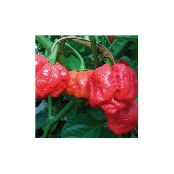 Paprika Štipľavá Trinidad Scorpion