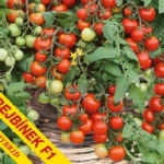 Rajčina kríčková cherry Bejbínek