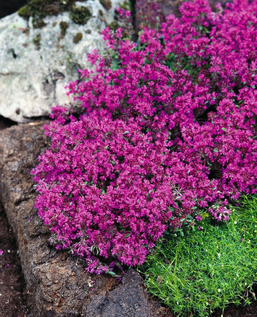 Thymus praecox Red Carpet