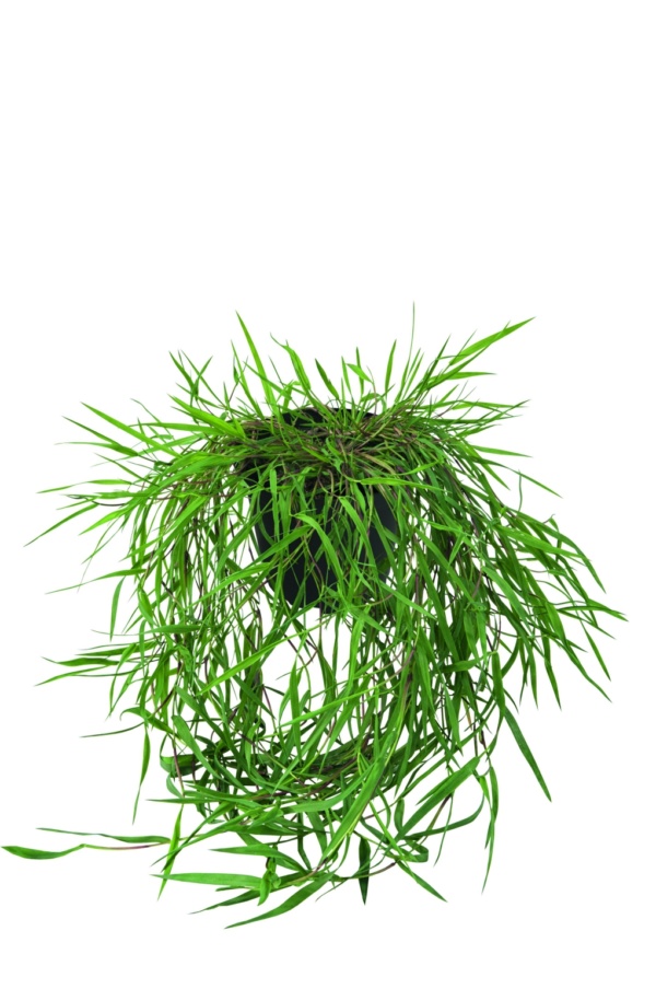 Agrostis Stolonifera Green Twist