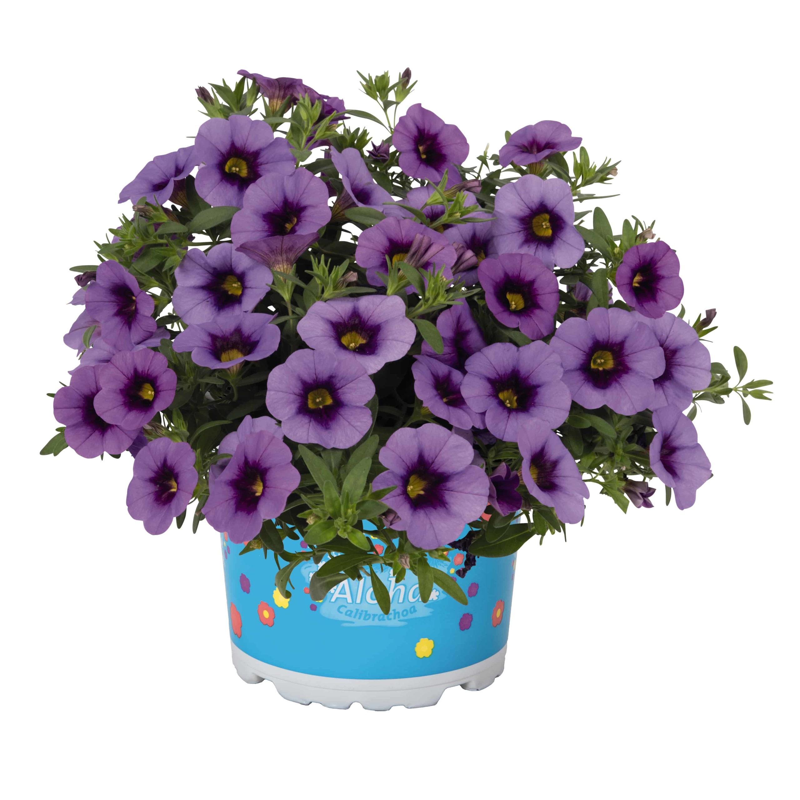 Calibrachoa Aloha Kona Tiki Blue | Gardenhouse.sk