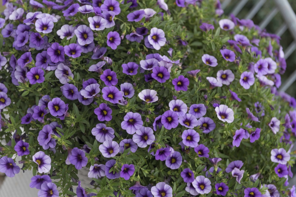 Calibrachoa Aloha Kona Tiki Blue | Gardenhouse.sk