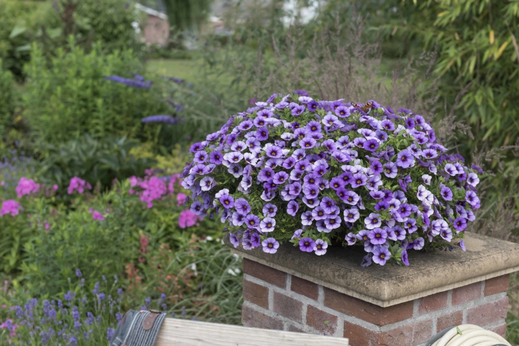 Calibrachoa Aloha Kona Tiki Blue | Gardenhouse.sk