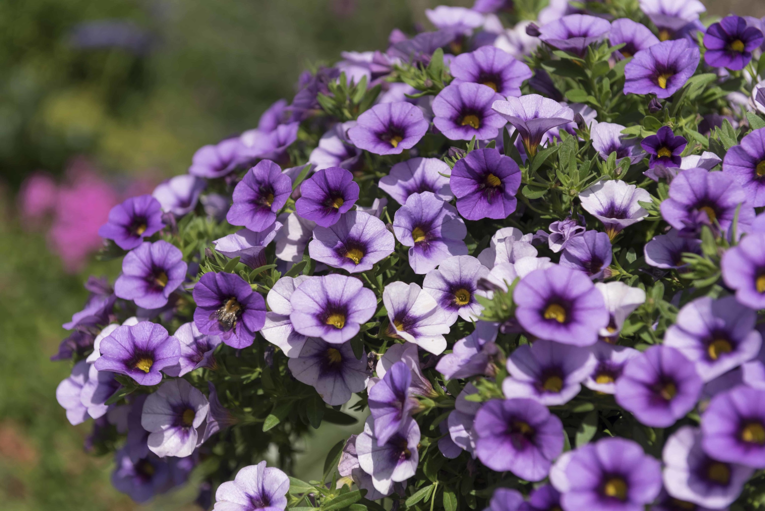 Calibrachoa Aloha Kona Tiki Blue | Gardenhouse.sk