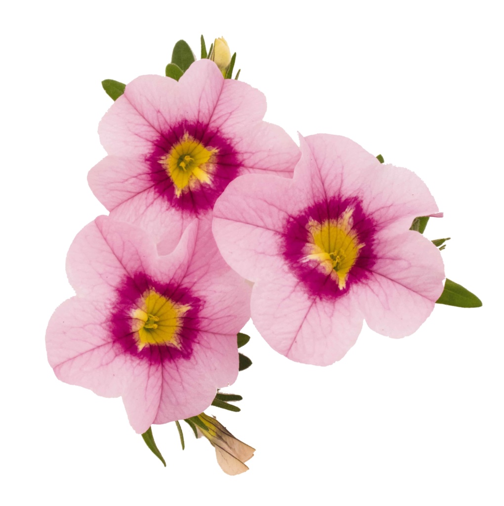 Calibrachoa Bloomtastic Rose Quartz