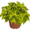 Coleus Main Street River Walk