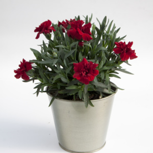Dianthus OSCAR ® Dark Red