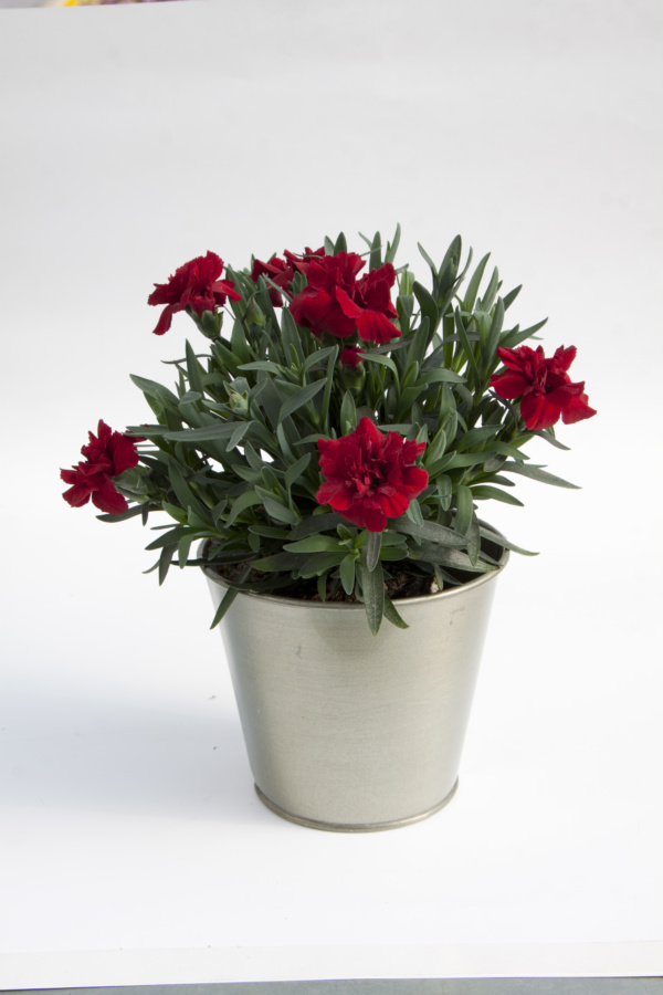 Dianthus OSCAR ® Dark Red