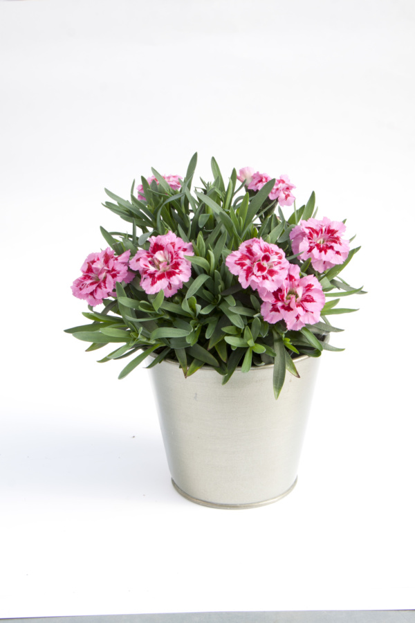 Dianthus OSCAR ® Pink and Purple