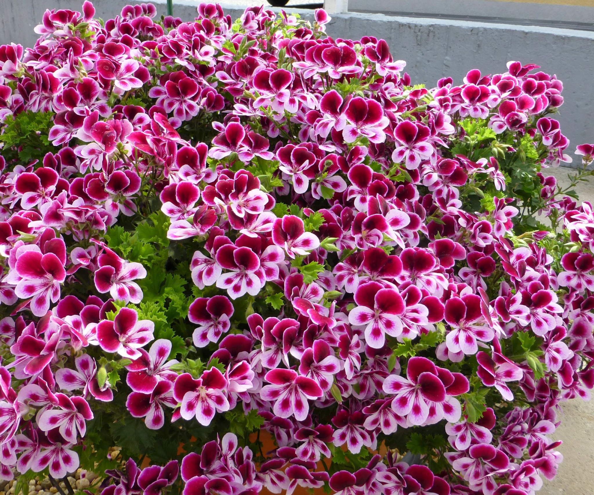 Pelargonium Duftpelargonien Angels Perfume | Gardenhouse.sk