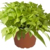 Ipomoea Bright Ideas Lime
