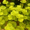 Lysimachia Goldilocks