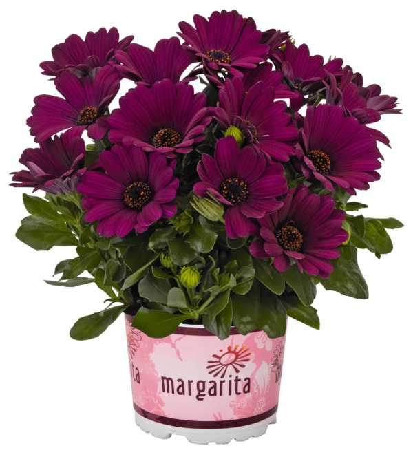 Osteospermum Margarita Purple