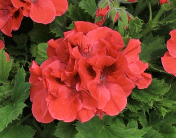 Pelargonium Grandiflorum IRTA Novita Classic® Coral