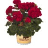 Pelargonium Zonale Savannah Really Red