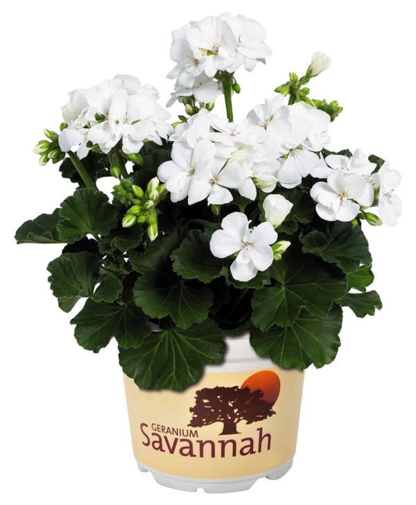 Pelargonium Zonale Savannah White