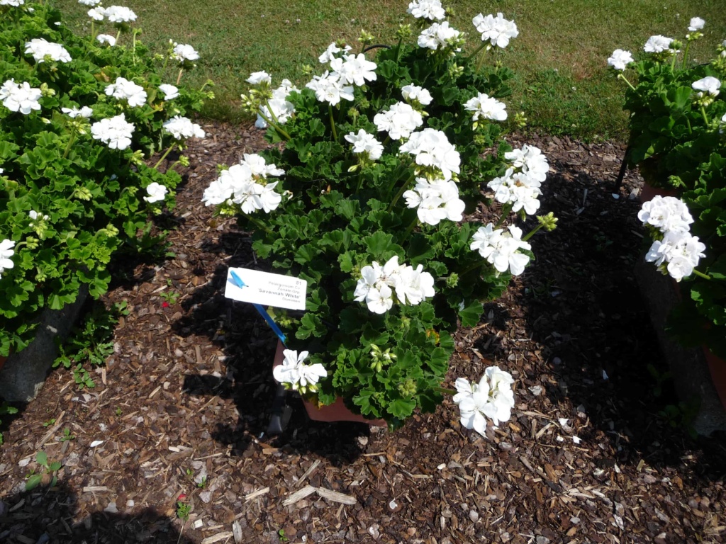 Pelargonium Zonale Savannah White