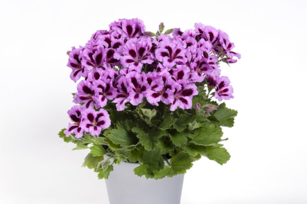 Pelargonium Grandiflorum Aristo® Lilac Purple