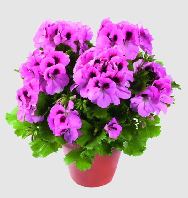 Pelargonium Grandiflorum Aristo® Pink