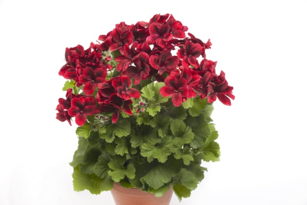 Pelargonium Grandiflorum Aristo® Velvet Red
