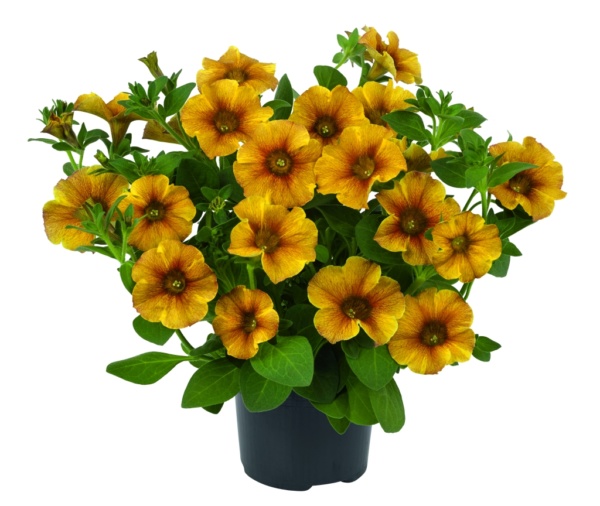 Petunia Petchoa interspecific BeautiCal® Caramel Yellow