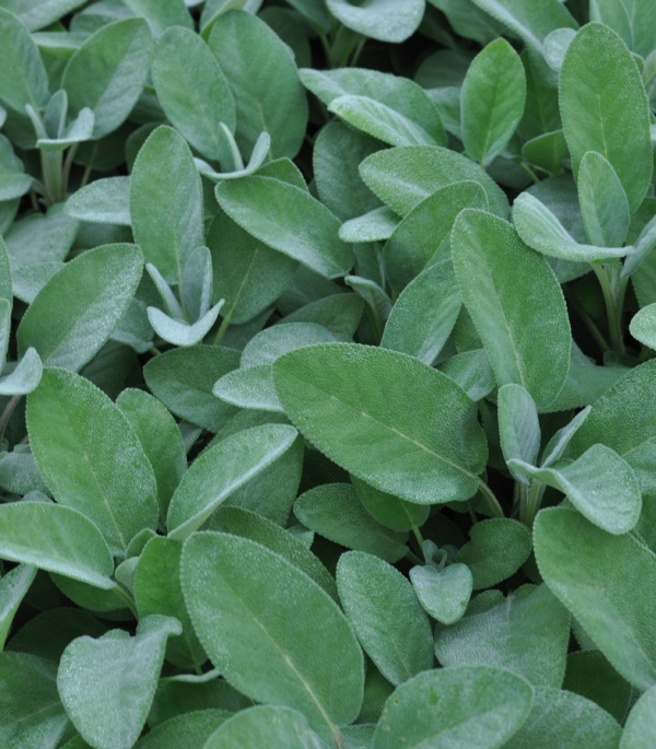 Salvia officinalis Culinaria