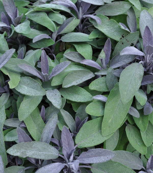 Salvia officinalis Purpurmantel